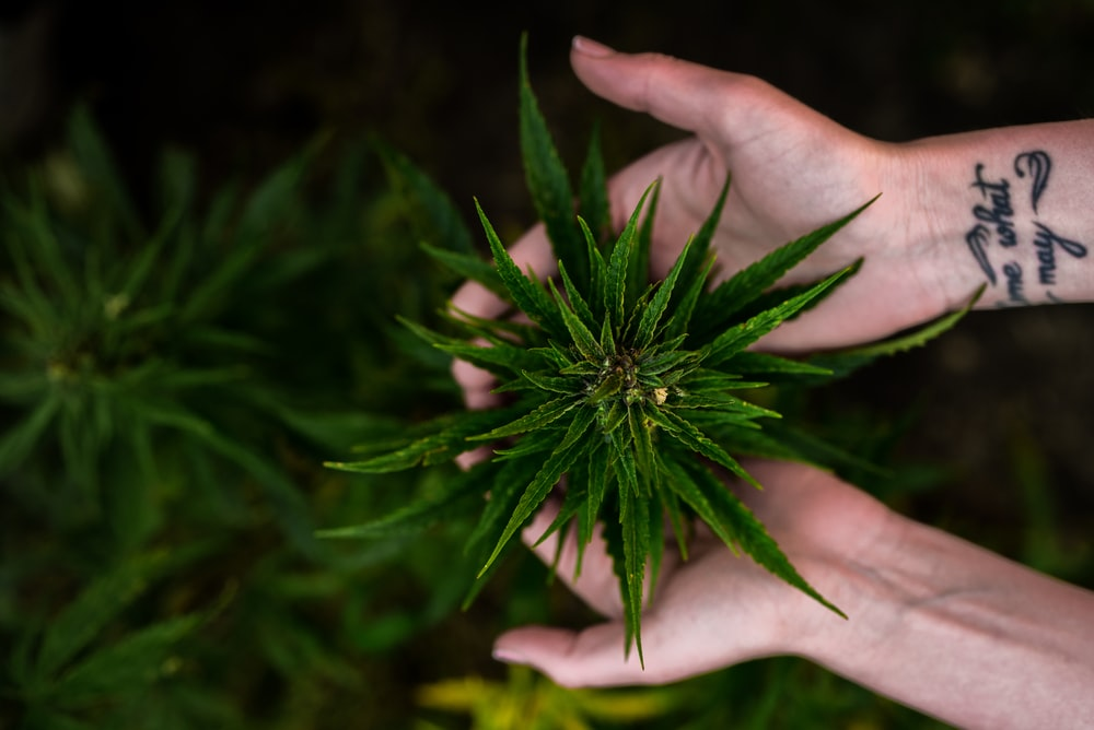 Best Ways To Use Cannabis For Treating Muscle Aches And Pain Relief