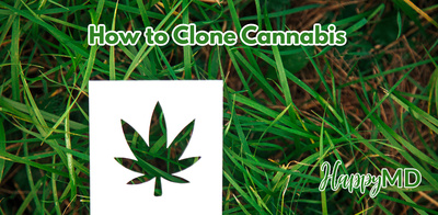 How to Clone Cannabis