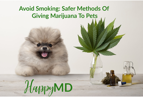 Avoid Smoking: Safer Methods Of Giving Marijuana To Pets