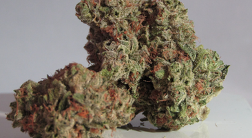 Northern Lights Indica Medical Marijuana Strains