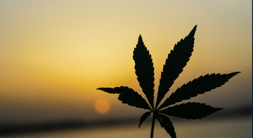 How Recreational Marijuana Can Be The Perfect Thing California Needs