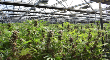 Does The Legalization Of Recreational Marijuana In California Affect Medical Marijuana?