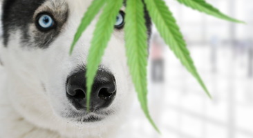 5 Things to Know Before Using Medical Cannabis for Pets