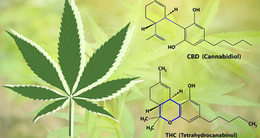 What Are Some Effects of High-THC Cannabis?