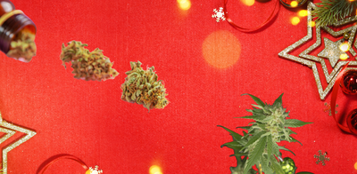 Top 4 Marijuana Strains for Christmas