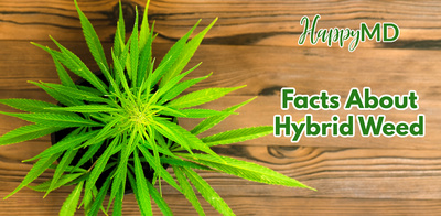 Facts About Hybrid Weed