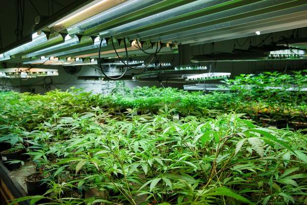 The Medical Benefits of Growing Your Own Weed