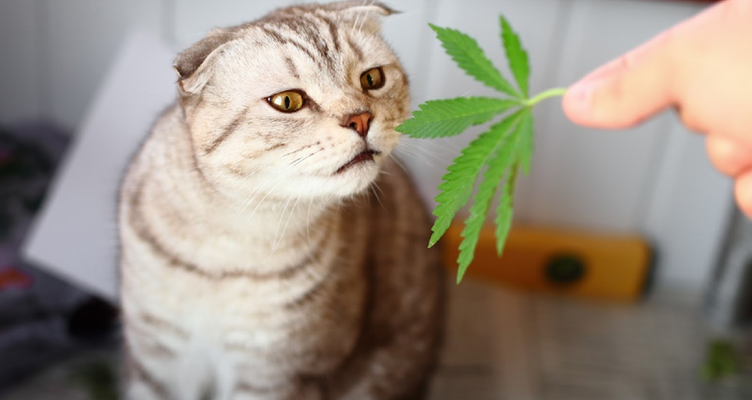 Medical Marijuana for Pets – How Your Dog Can Benefit From Medical Marijuana