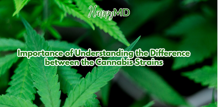 Importance of Understanding the Difference between the Cannabis Strains